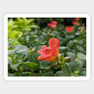 Red Flower 1 Sticker